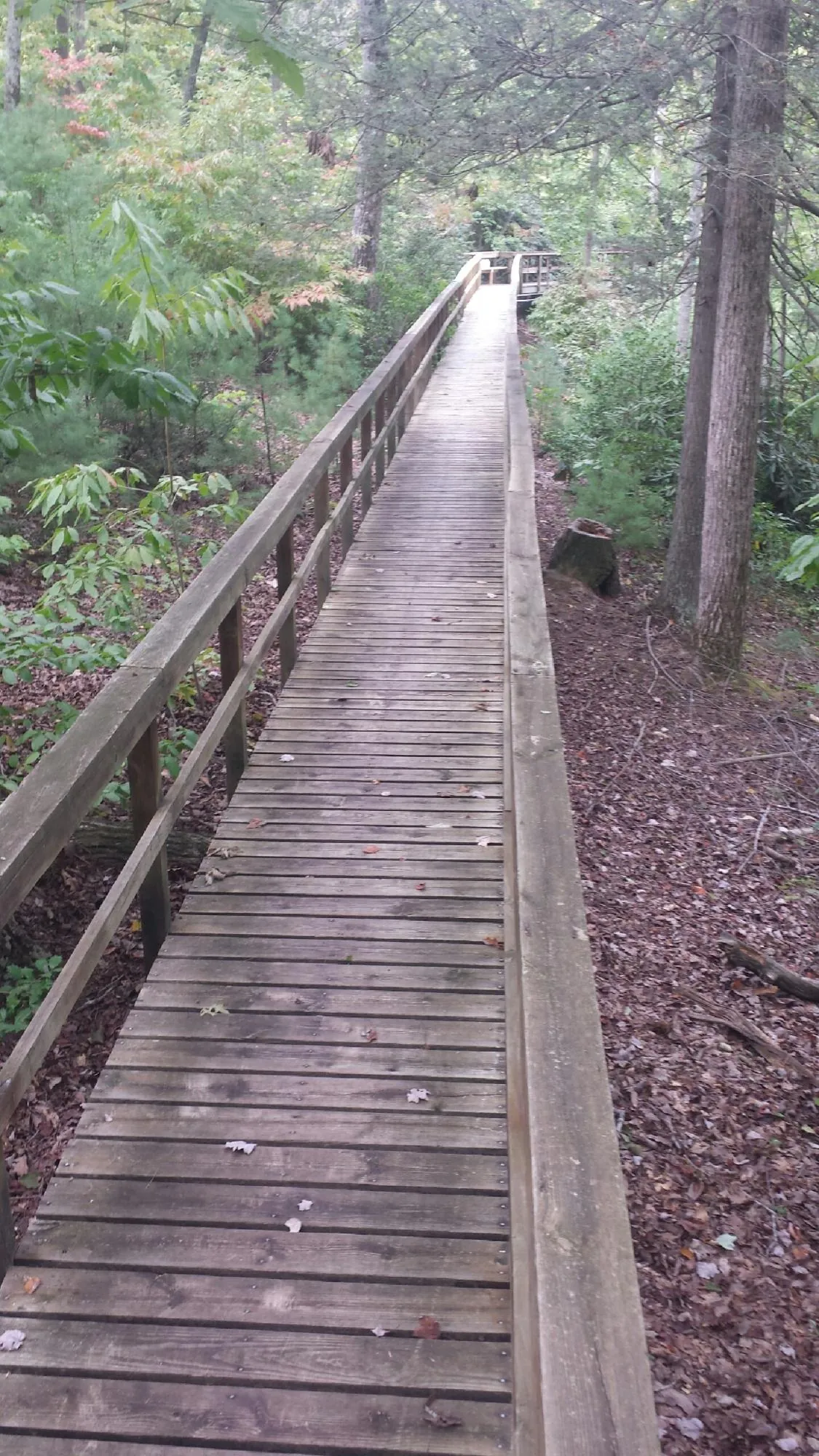Long wood walkway with handrails built through the woods in Williamstown
